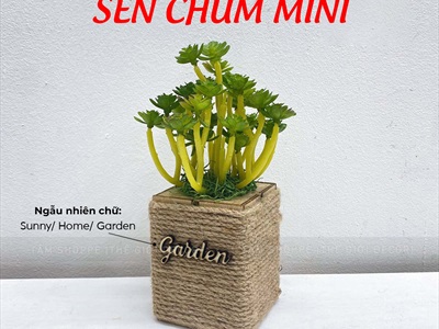 Chậu sen đá vuông quấn dây thừng để bàn [Nhiều kiểu] CHAUCAYGIA-20